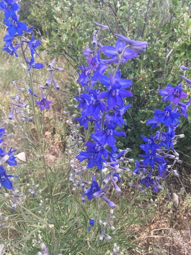 Image of Delphinium geyeri by (c) Jonathan Layman, some rights reserved (CC BY)