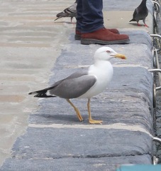 Larus michahellis