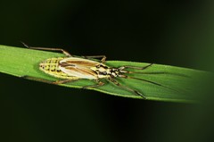 Leptopterna dolabrata