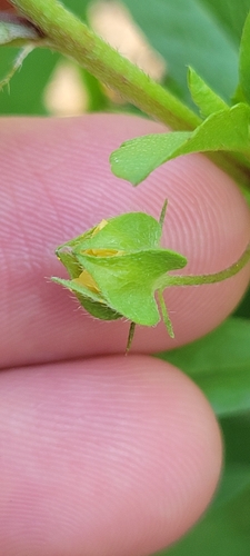 Image of Malvastrum hispidum by no rights reserved