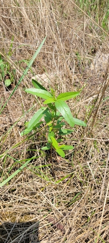 Image of Malvastrum hispidum by no rights reserved