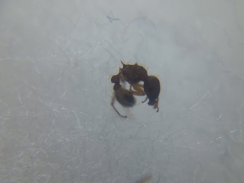 Tetramorium pilosumTetramorium pilosum