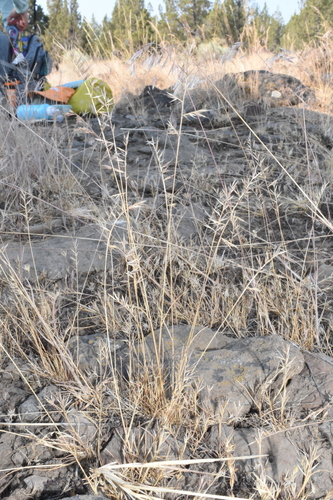 Image of Festuca microstachys by (c) Gabriel Campbell-Martinez, some rights reserved (CC BY)