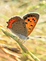 Lycaena phlaeas daimio