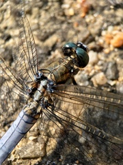 Orthetrum albistylum