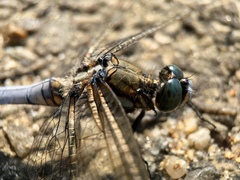 Orthetrum albistylum