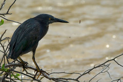 Butorides striata sundevalli