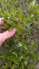 Traversia baccharoides
