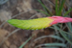 Tillandsia tricolor