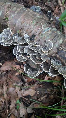Trametes versicolor