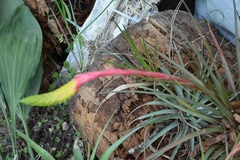 Tillandsia tricolor