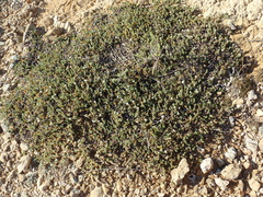 Pimelea carnosa