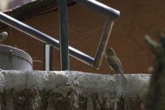 Empidonax occidentalis