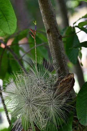 Tillandsia fuchsii, photograph 6