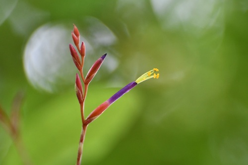 Tillandsia fuchsii, photograph 5