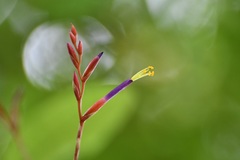 Tillandsia fuchsii