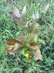 Magnoliopsida