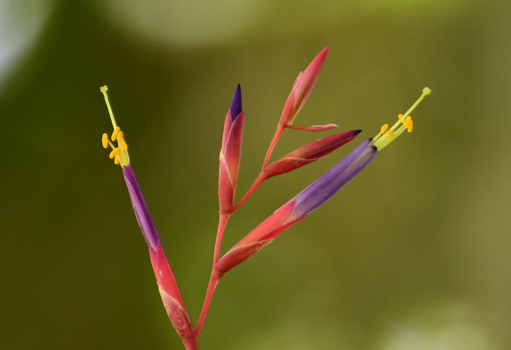 Tillandsia fuchsii in bloom with red spike