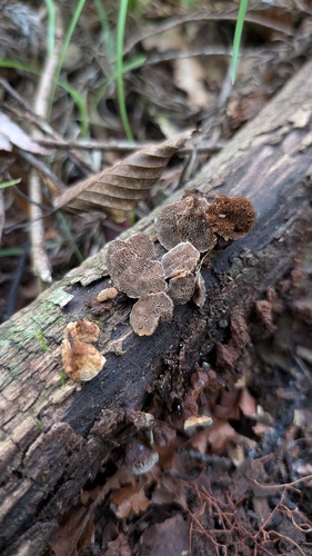 Coltriciella dependens