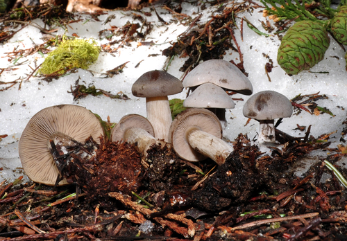 Clitocybe glacialis