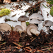 Clitocybe glacialis - Photo (c) noah_siegel,  זכויות יוצרים חלקיות (CC BY-NC-SA), הועלה על ידי noah_siegel