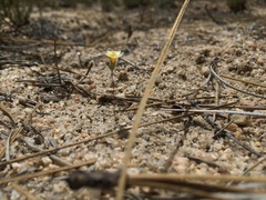 Leptosiphon lemmonii