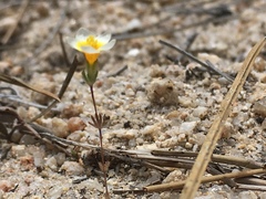 Leptosiphon lemmonii