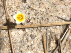 Leptosiphon lemmonii