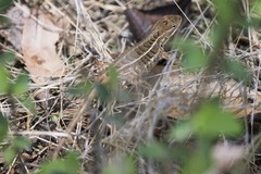 Sceloporus scalaris