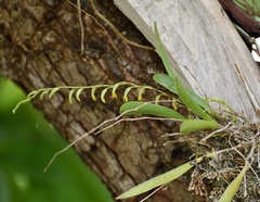 Stelis greenwoodii