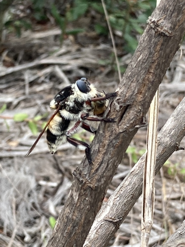 Florida Bee-Killer