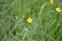 Ranunculus petiolaris