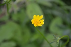 Ranunculus petiolaris