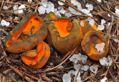 Caloscypha fulgens