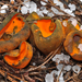 Spring Orange Peel Fungus - Photo (c) noah_siegel, some rights reserved (CC BY-NC-SA), uploaded by noah_siegel