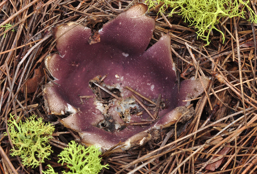 Sarcosphaera