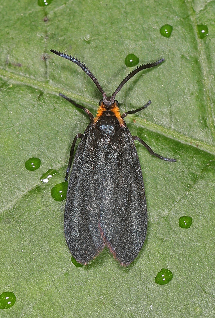 Clemens' False Skeletonizer