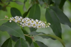 Prunus serotina capuli