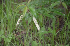 Prunus serotina capuli