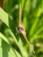 Lycaena phlaeas daimio