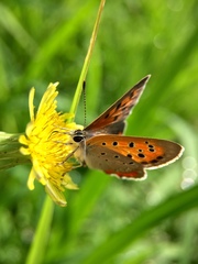 Lycaena phlaeas daimio