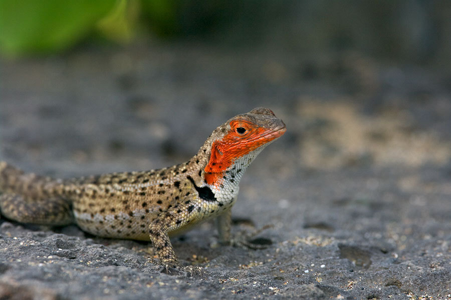 Floreana Lava Lizard (Microlophus grayii) · iNaturalist
