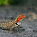 Floreana Lava Lizard - Photo (c) John Sullivan, some rights reserved (CC BY-NC), uploaded by John Sullivan