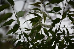 Prunus serotina capuli