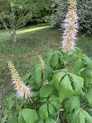 Aesculus parviflora