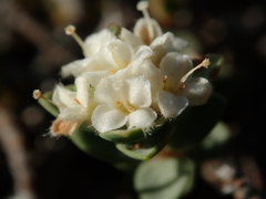 Pimelea carnosa