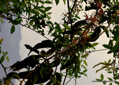 Lorantheae