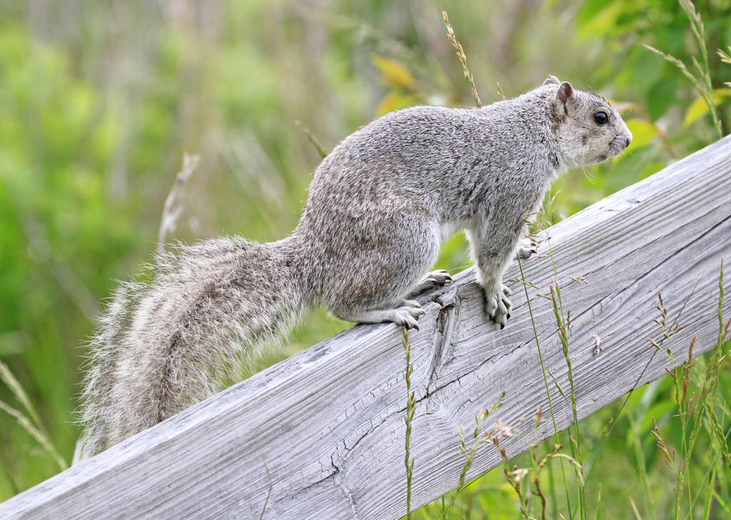 Delmarva Peninsula fox squirrel