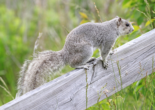 Delmarva Peninsula fox squirrel