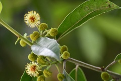 Olmediella betschleriana